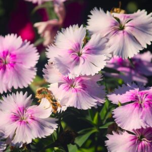Closeup of blooming pink and white dianthus flowers with bees collecting nectar.